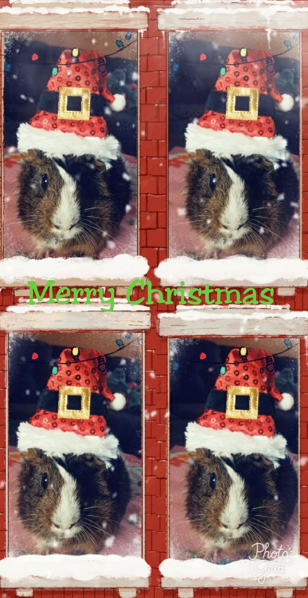 Holiday pet photos